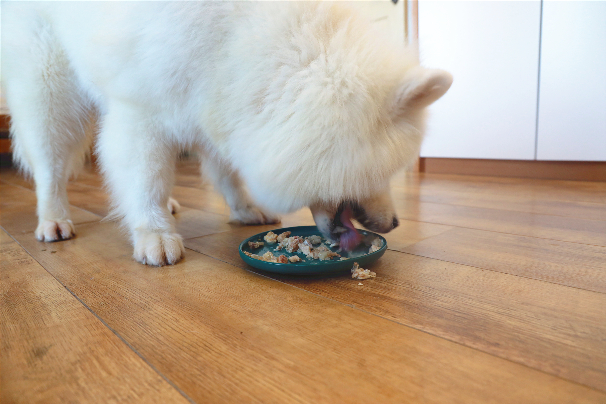 萨摩耶吃饭风卷残云,眨眼间三盆食物全部吃完