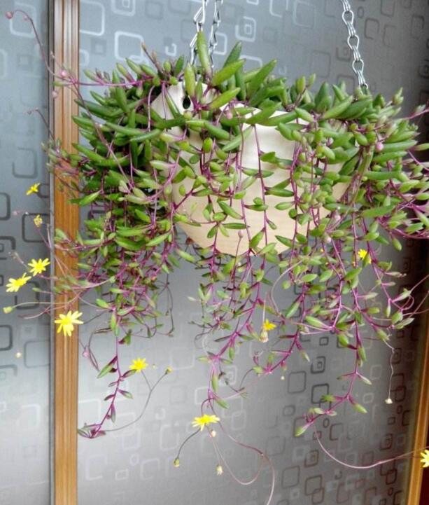 把这几种多肉垂吊起来,颜值完爆吊兰,还能当窗帘!