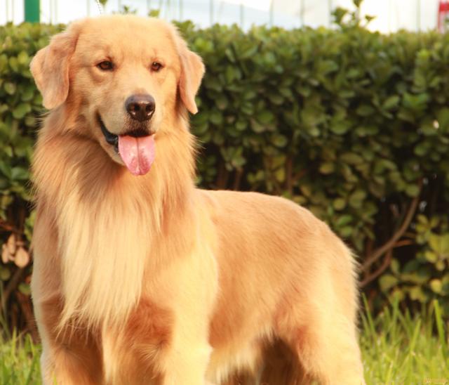 金毛犬纯不纯,关键还是这7个特征,你可能买到"假狗"了
