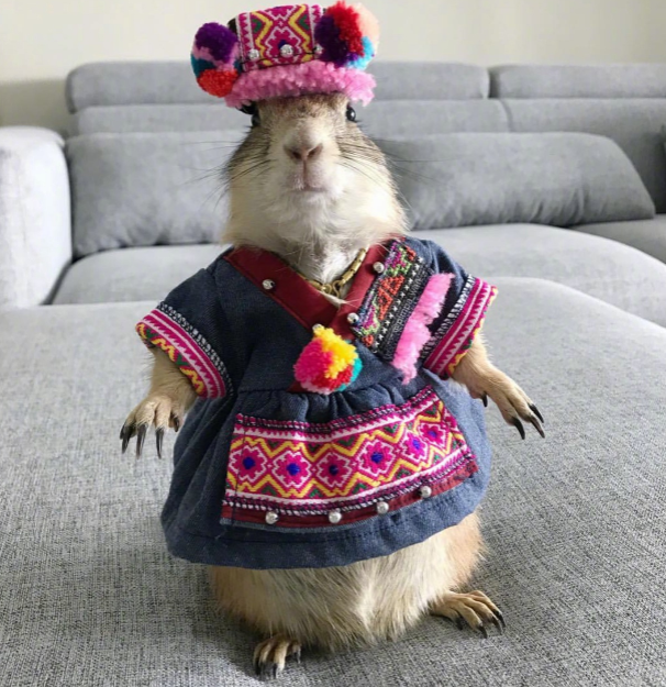 这只土拨鼠经常有美美的衣服穿,不仅时尚,镜头感还很强!