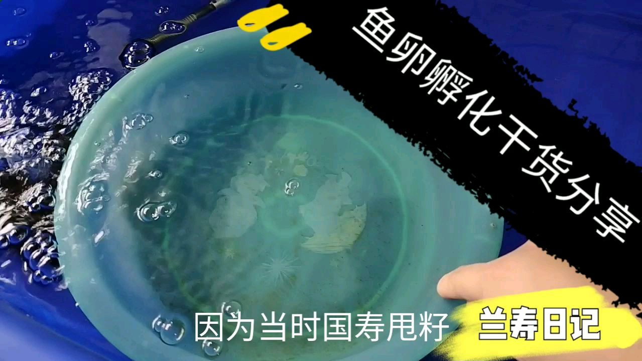 如何孵化鱼苗?干货分享