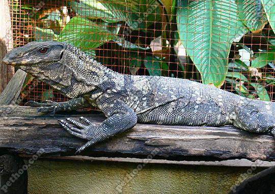 吻部细长的蜥蜴粗脖巨蜥