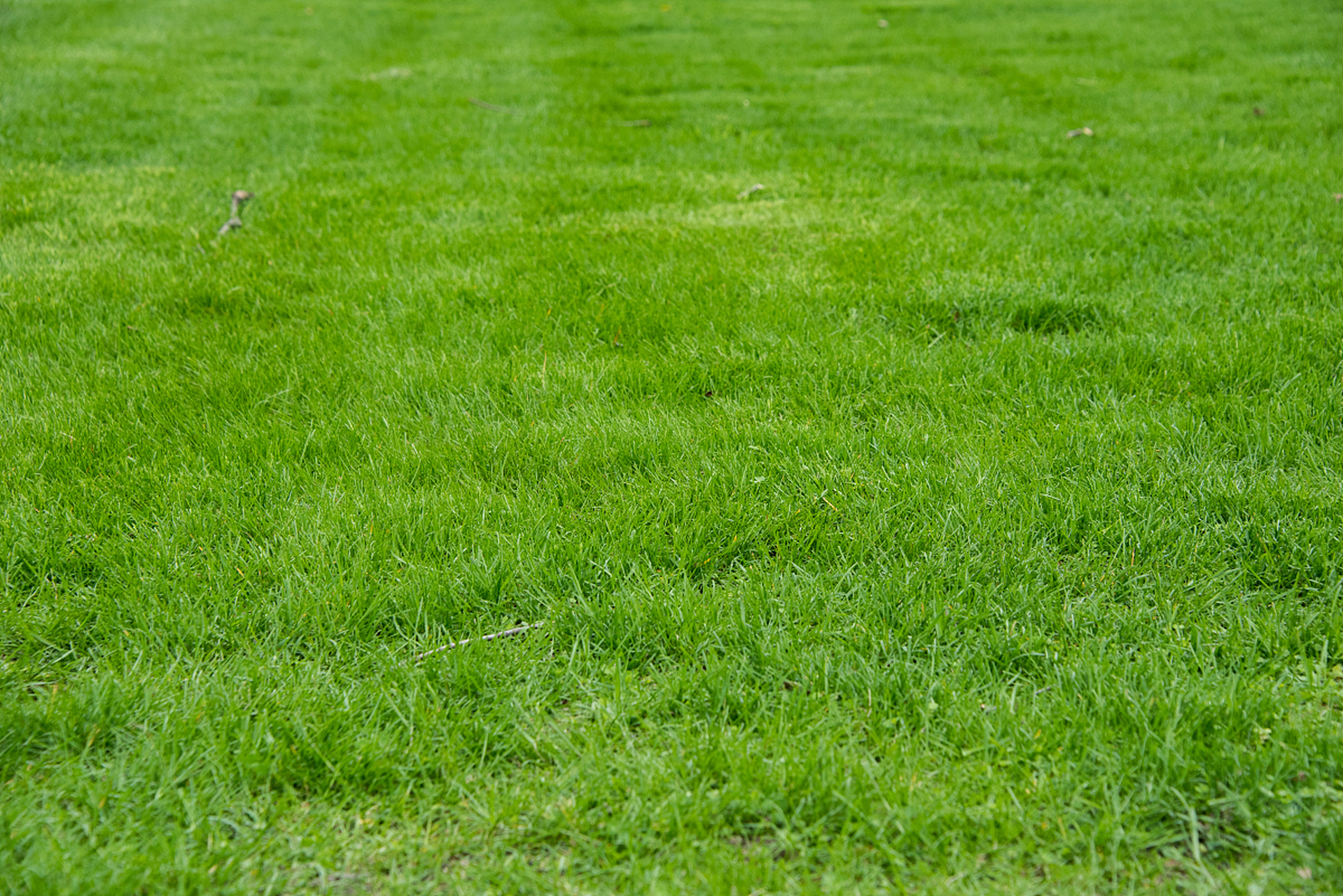 果岭草是耐寒草籽中的佼佼者,适用于高尔夫球场,公园绿地等草坪种植.