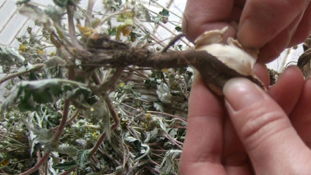 喜欢在山里生长的一种植物“鸡腿参”,一起了解一下它的用处