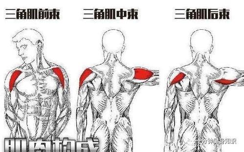 三角肌中束位置图片