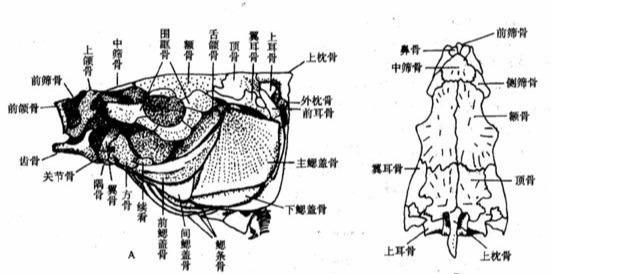 为什么说野钓鲤鱼中鱼不难