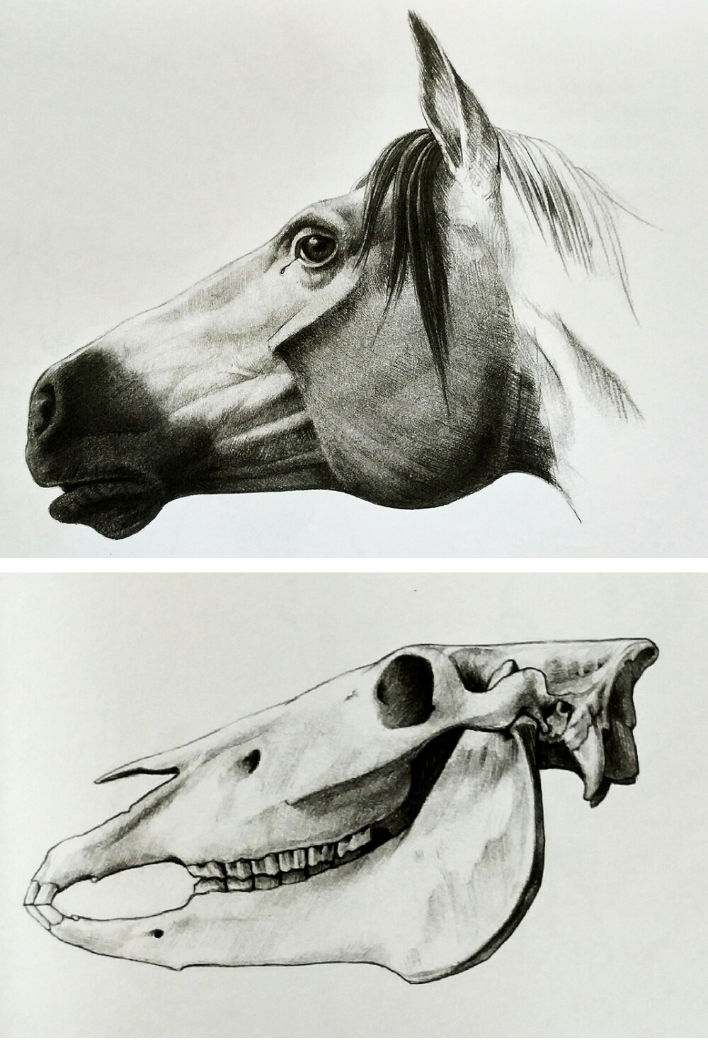 马的头部有一个显著特征是两侧颊骨的隆起,这是个狭长而突出的三角形