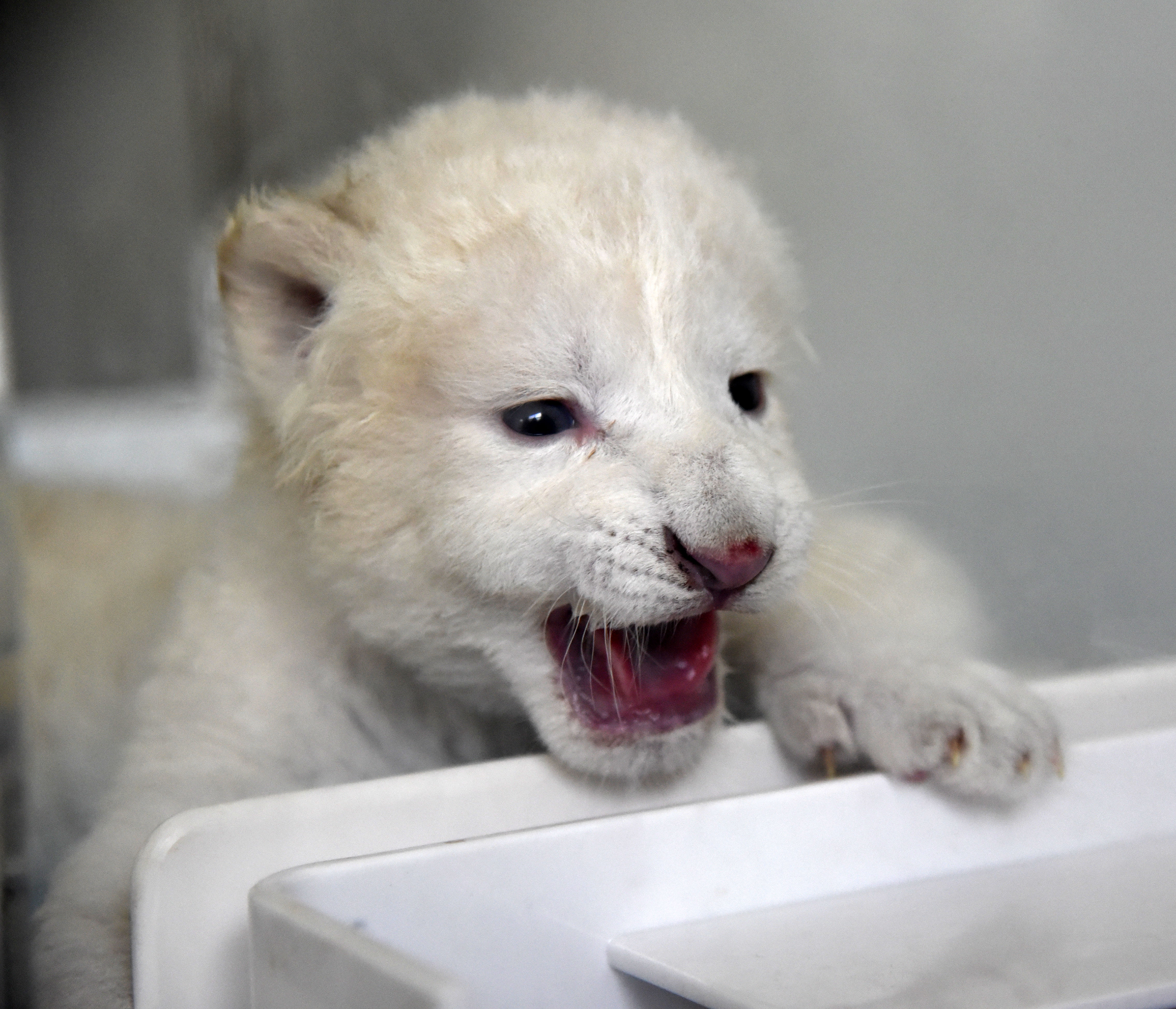 济南:龙凤胎白狮出生 珍稀又可爱