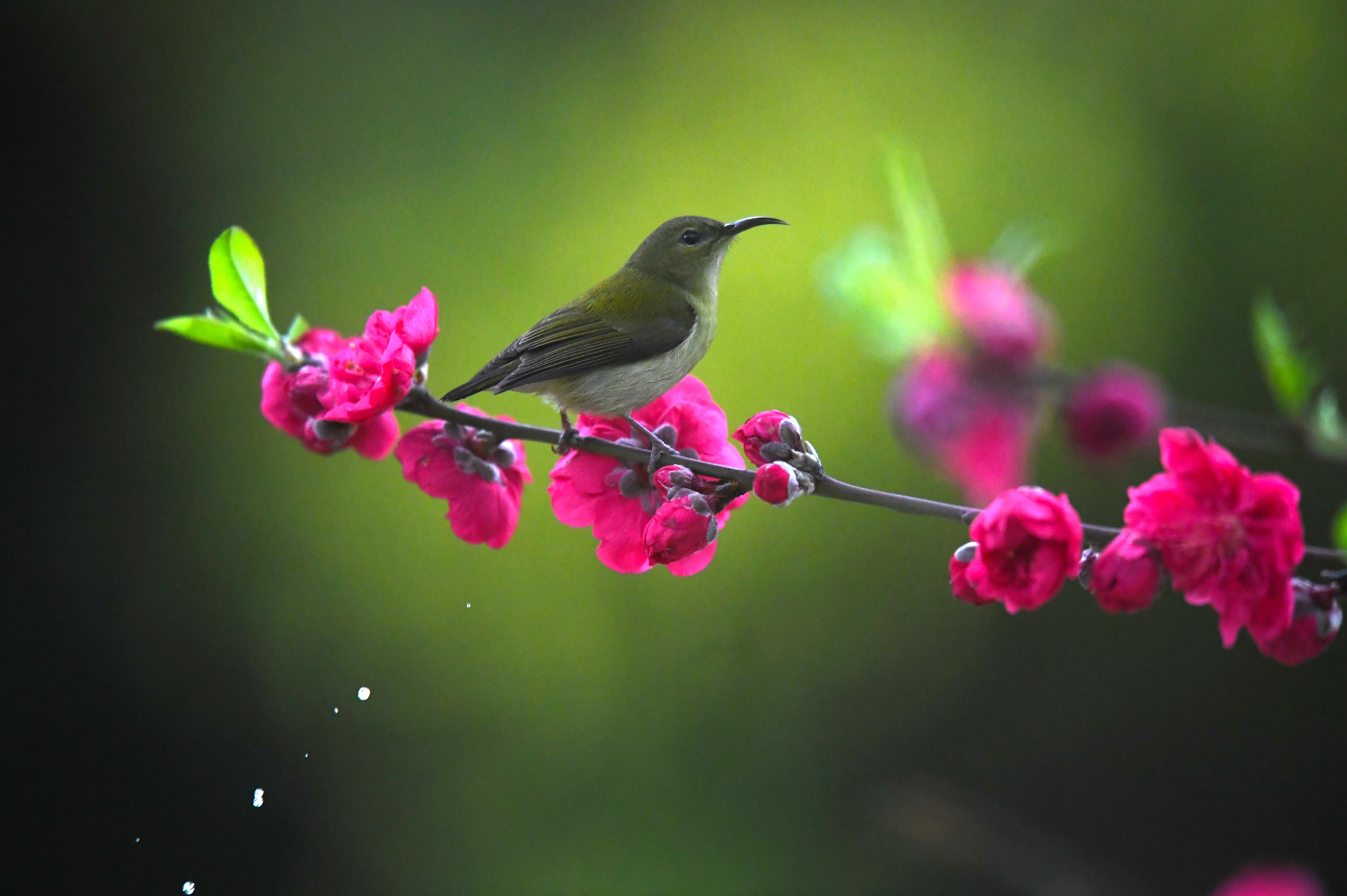 广西柳州春意浓
