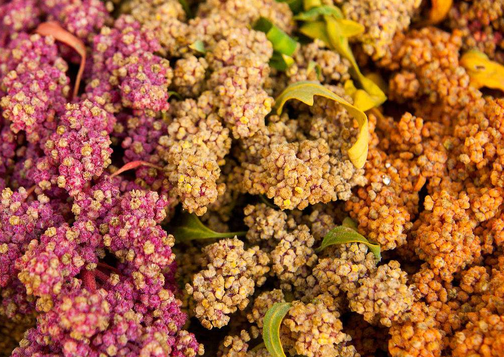 藜麦- 热门商品专区