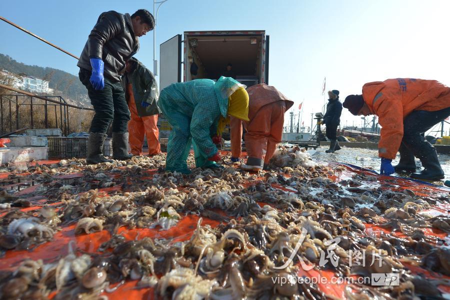 青岛:新年首渔迎丰收