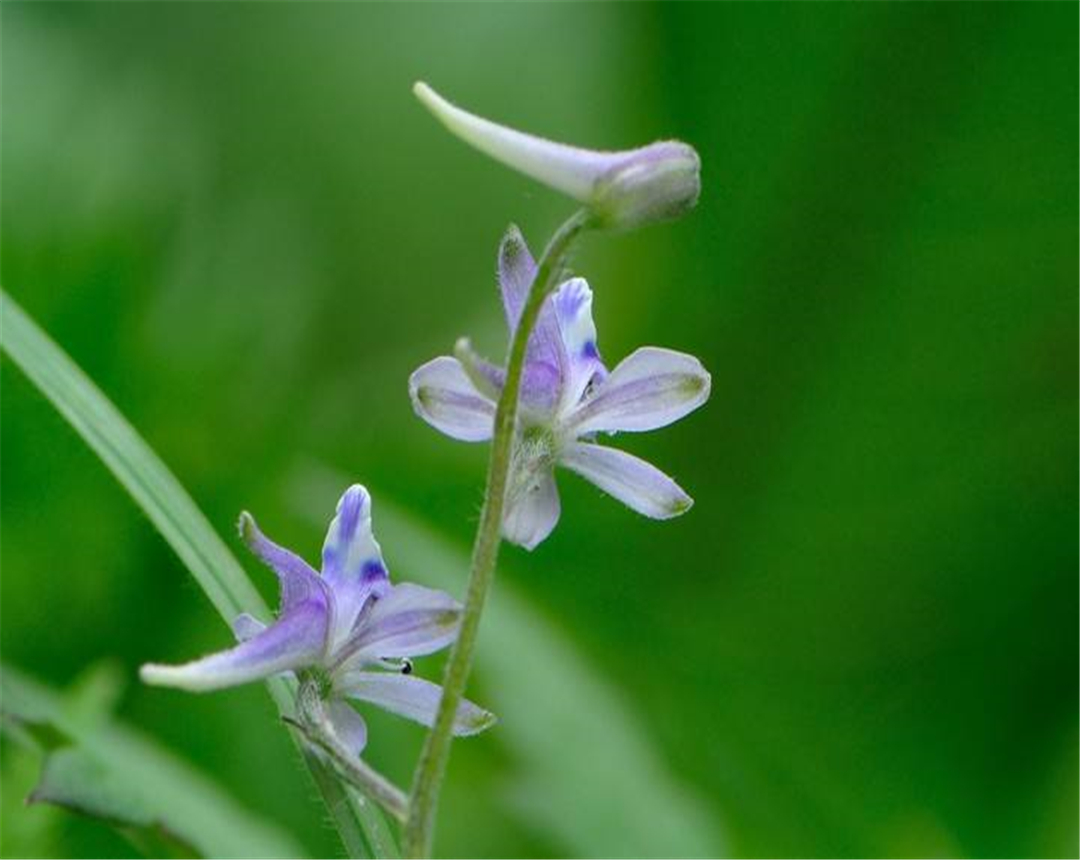 飞燕草是什么?养的时候要注意哪些问题呢?