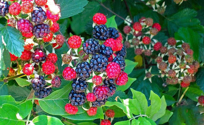 林间的一种野果,农民称它"乌萢儿",80后,90后几乎都吃过