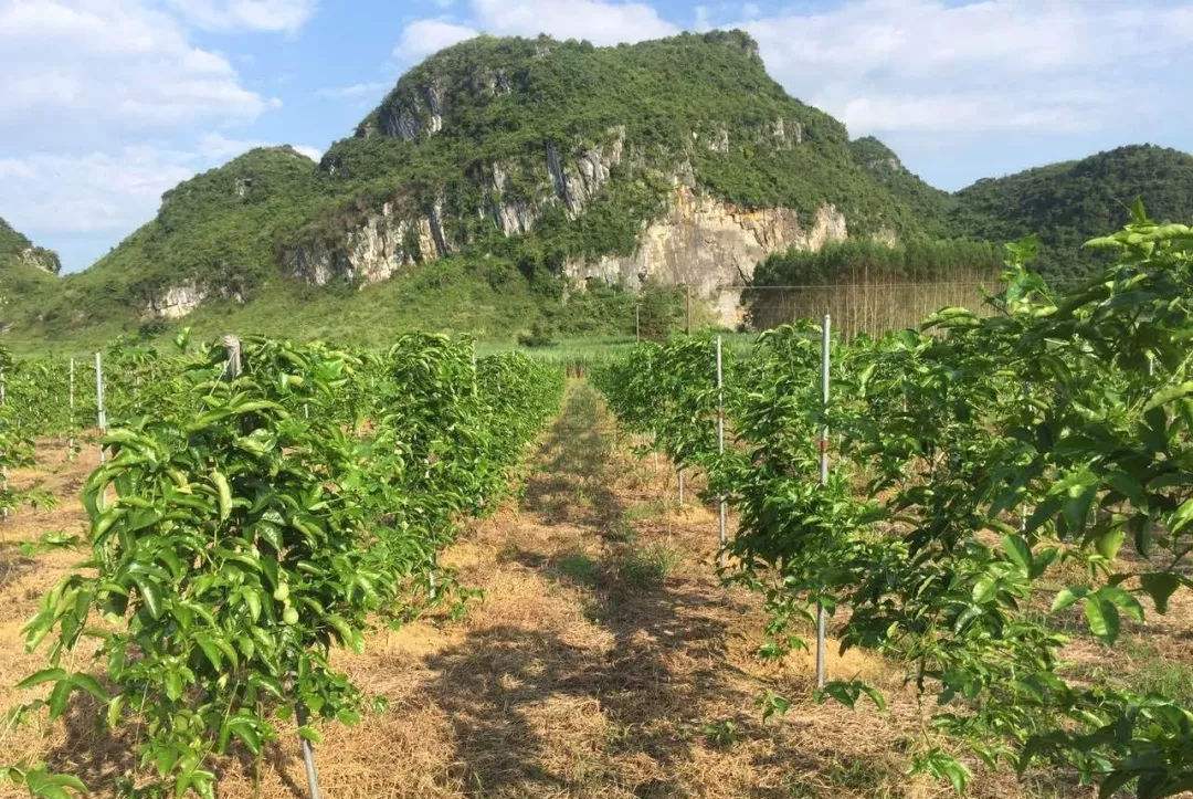 发展潜力大的百香果,种植起来却不简单,更要掌握这4个种植条件