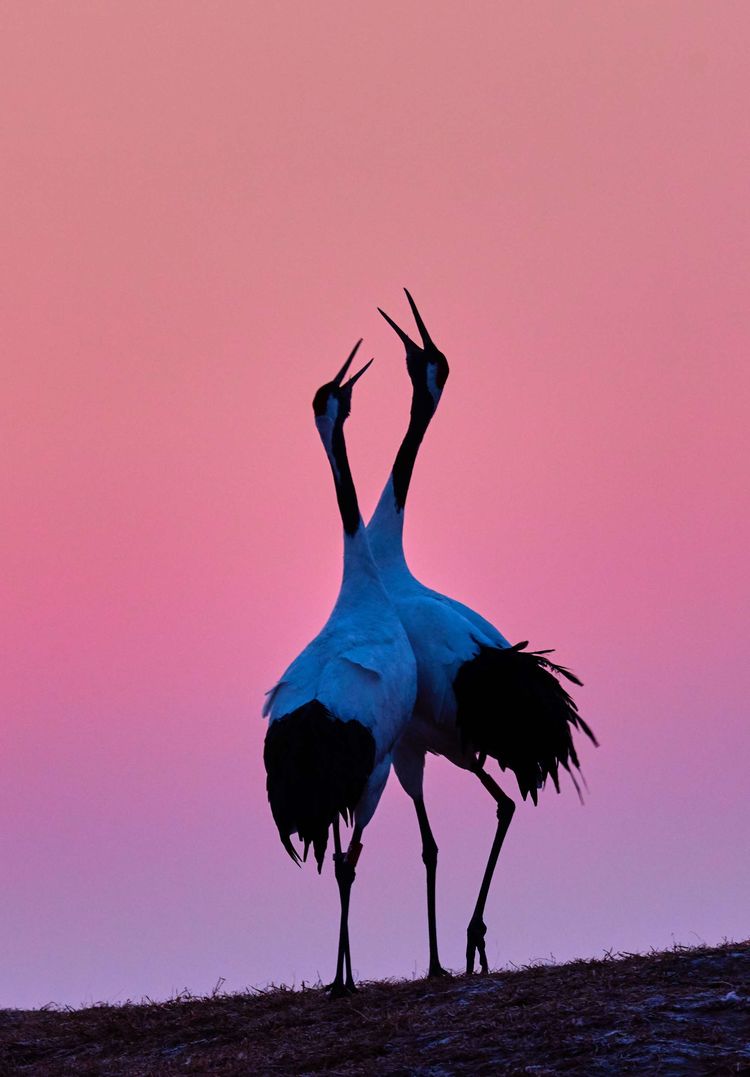 鹤舞九天,我心飞翔--范静义摄影