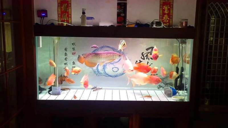 鱼友是“新手”，混养龙鱼、虎鱼和财神鱼，我一看比行家养的都好,大自然,环球自然,好看视频
