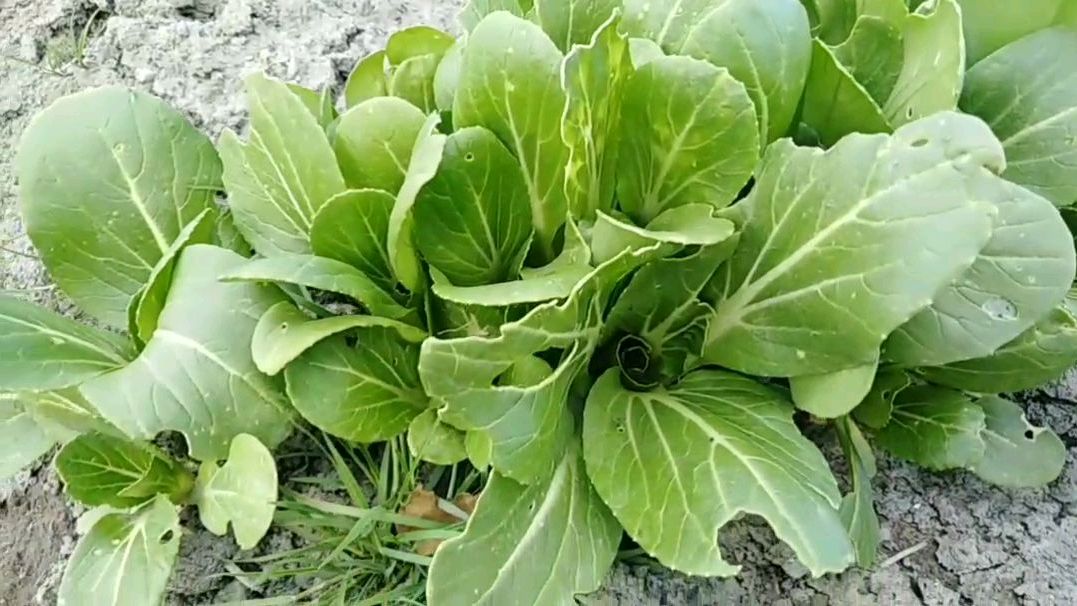 冬季田野里的小白菜,原来是这个样子的