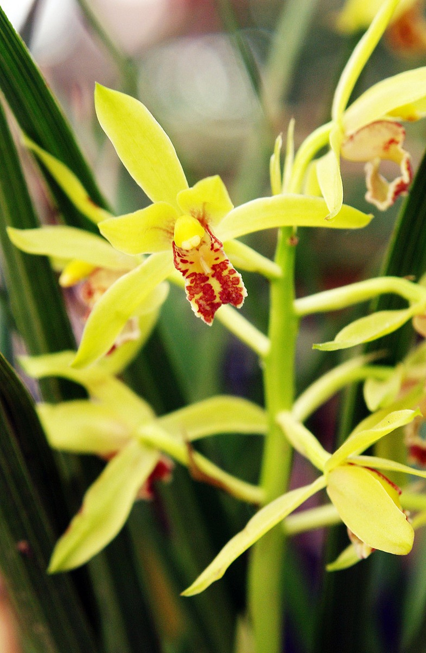 兰科植物是广泛和多样化的植物,包括约800至1000个属,约25000至30000