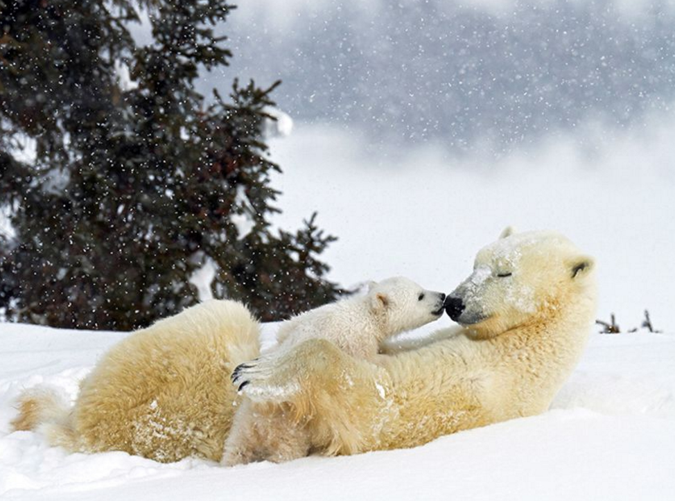 北极熊一家在雪地里玩耍,还是三胞胎,网友:真的太难得了!