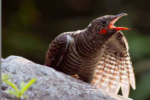 公主之死——子规啼血(上)|百家故事