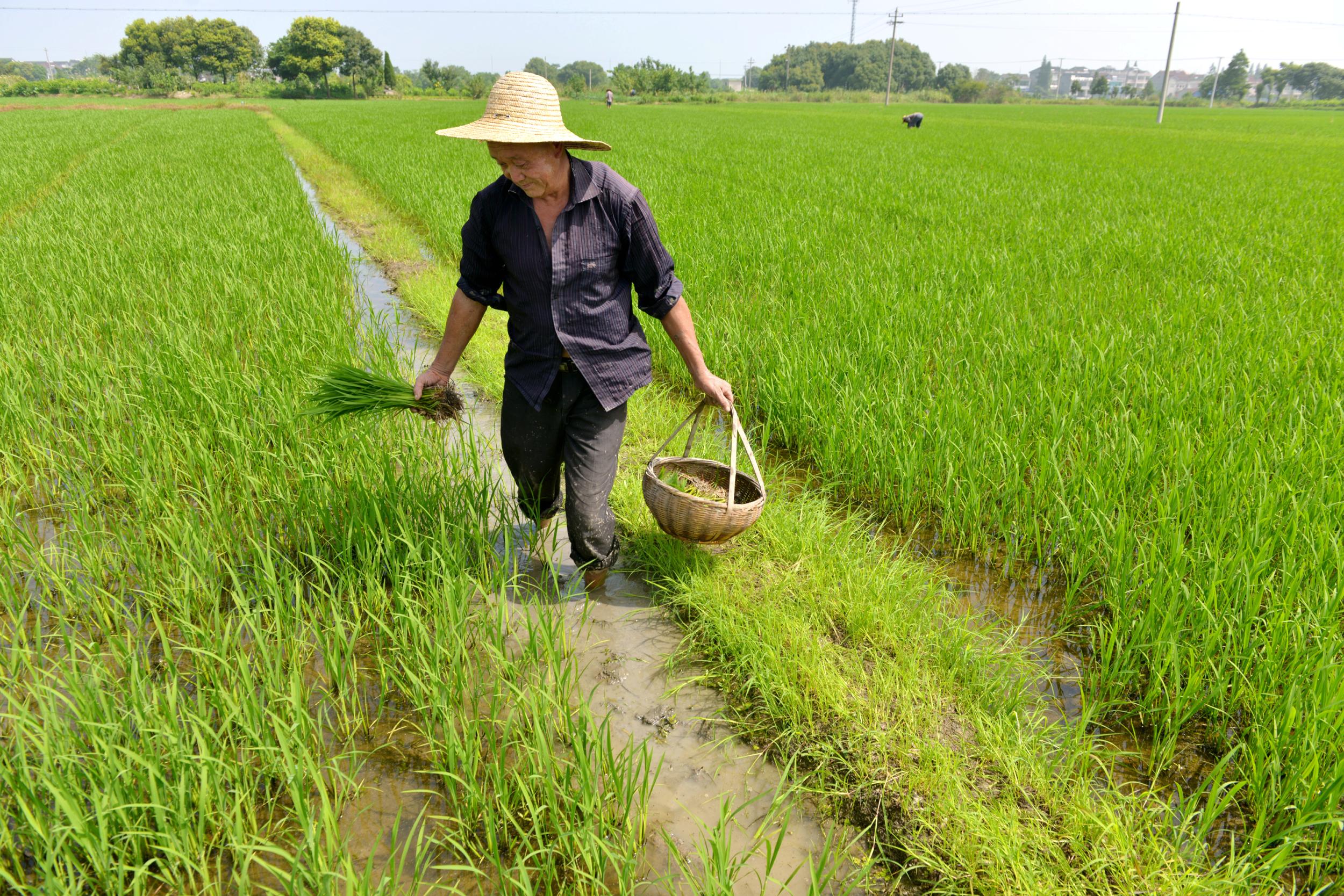 农民都不愿意种粮食了,这是为什么呢?