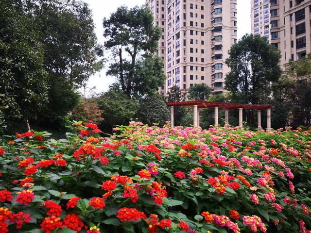 鹿城小区哪个"最美" 请您参与投票评选!