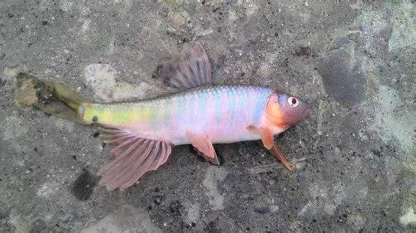 马口又称桃花鱼,宽口,是一种杂食性偏肉食的淡水鱼.