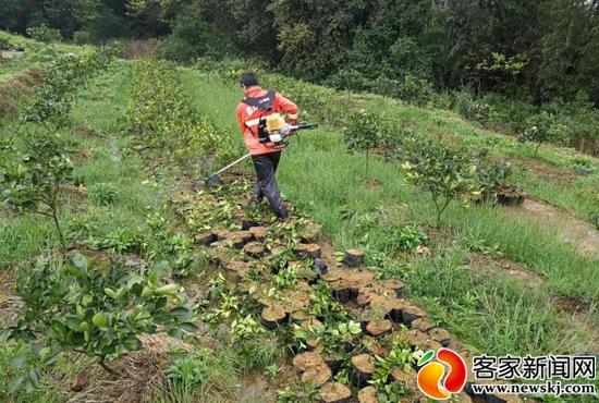 赣州开展非法柑橘苗木清理整顿 保障赣南脐橙源头安全