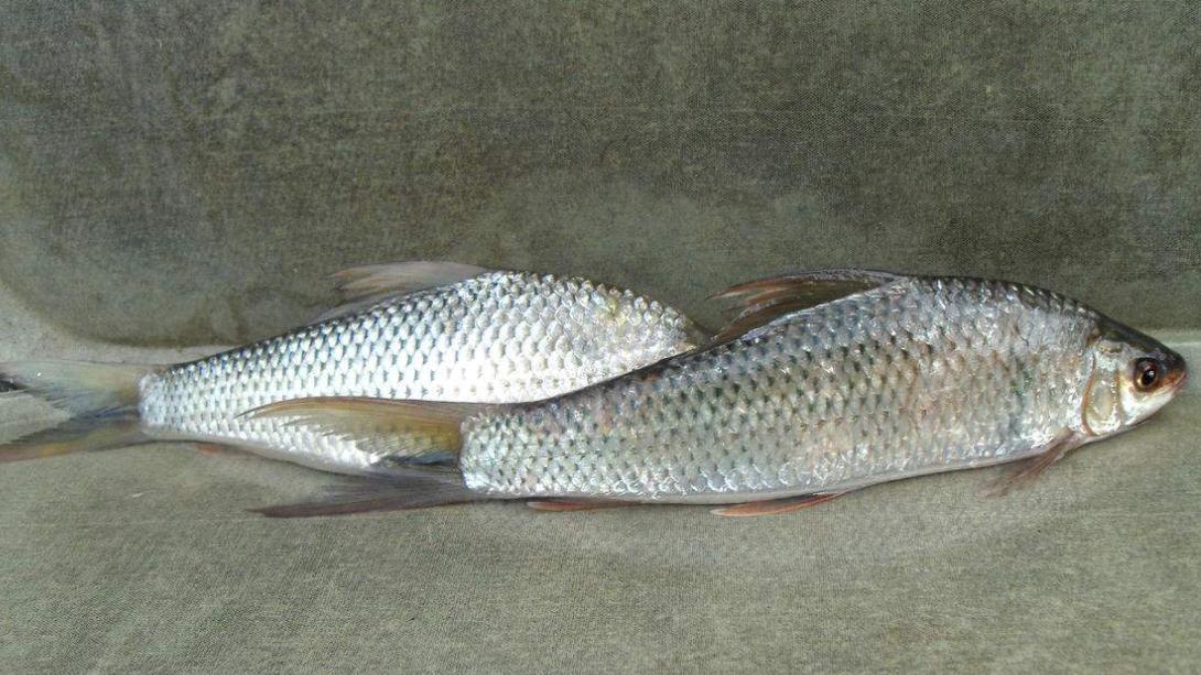 想走到哪钓到哪吗?就先要知道我国内陆淡水鱼种的分布情况