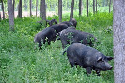 猪- 热门商品专区
