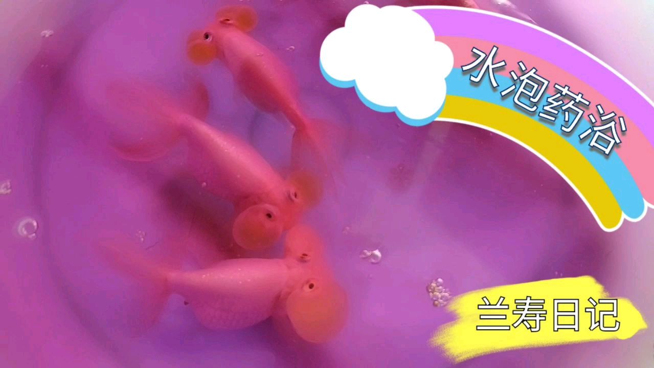 水泡金鱼做个药浴