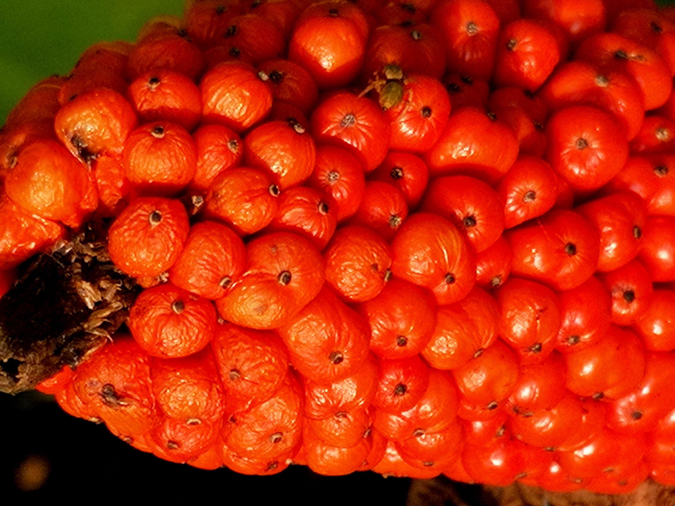 水观音植物果实一