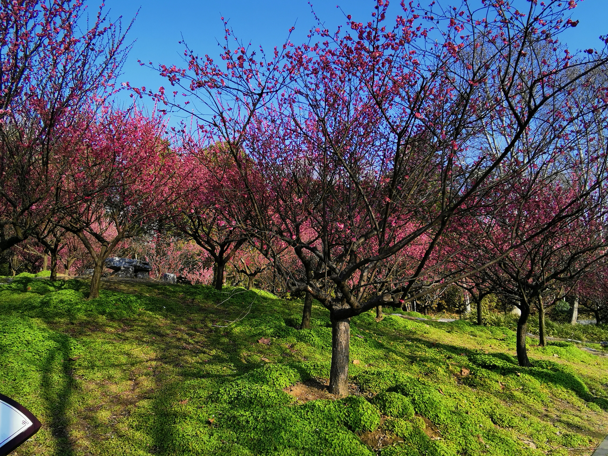 江蘇東臺:人民公園,春光燦爛