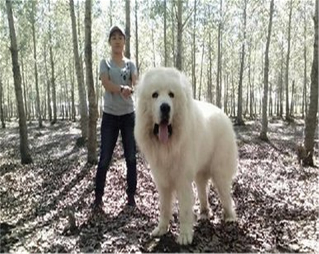 生性温和的大白熊犬怎么训练?主人要随机应变