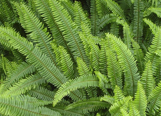 农村人口中的"吸金草",样子看起来很普通,其实可以用来治腰痛