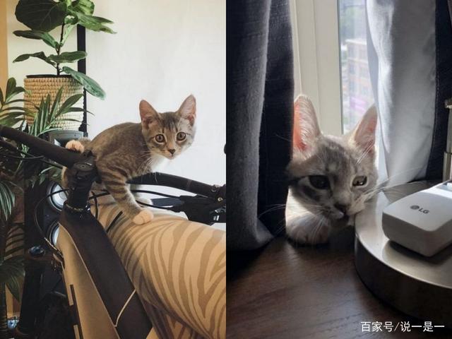 亚博官网 亚博官网 亚博体育在线 网内存知己子非鱼焉知鱼之乐 猫咖里那些看起来光鲜亮丽的猫咪快乐吗 浙江远大专修学院