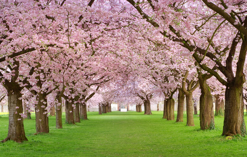 趣味测试:你喜欢哪张樱花图?测你需要多久能脱离形单影只的生活