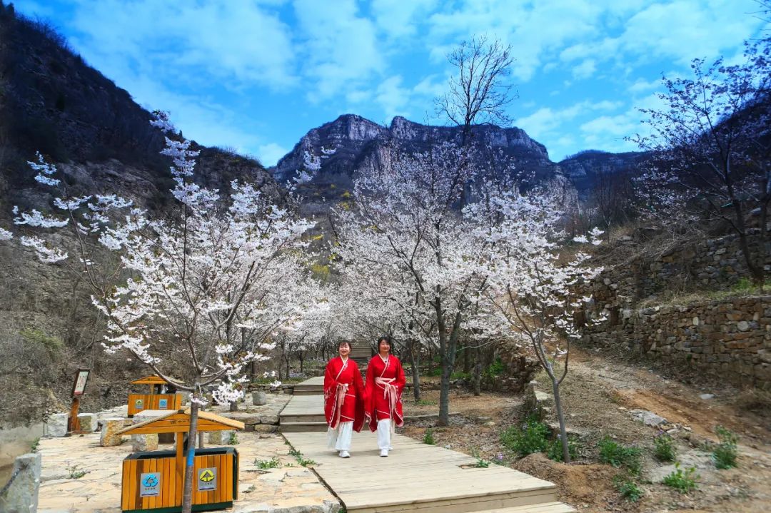 淄博齐山樱花节一日游图片