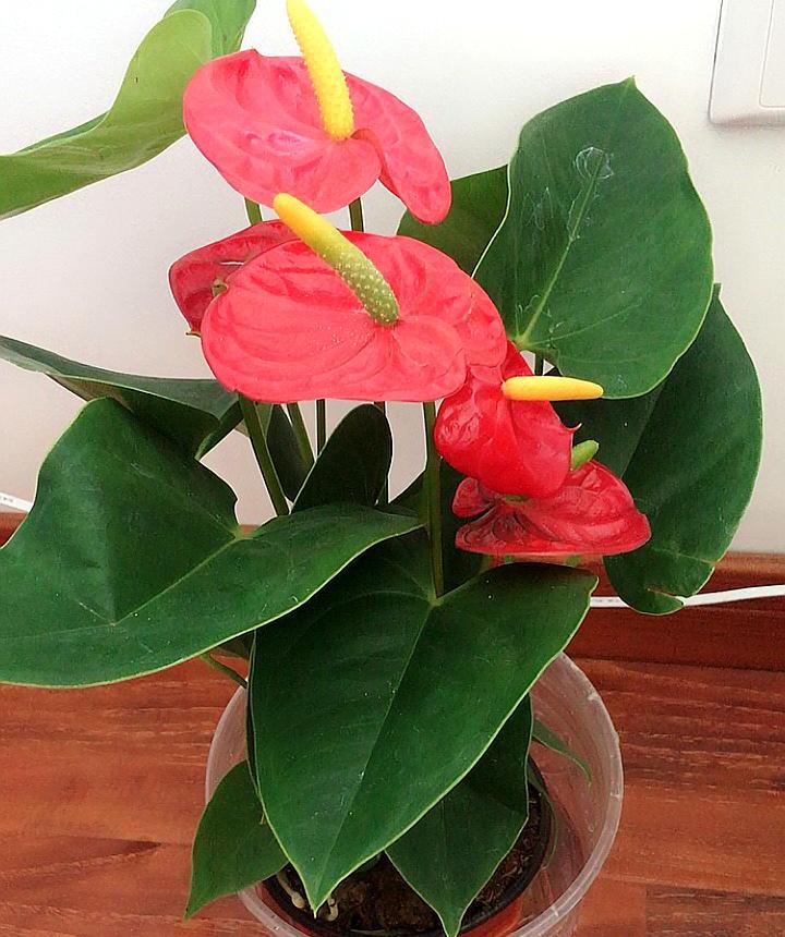 红掌花期若是做好这5件事,开花半年也不是难事