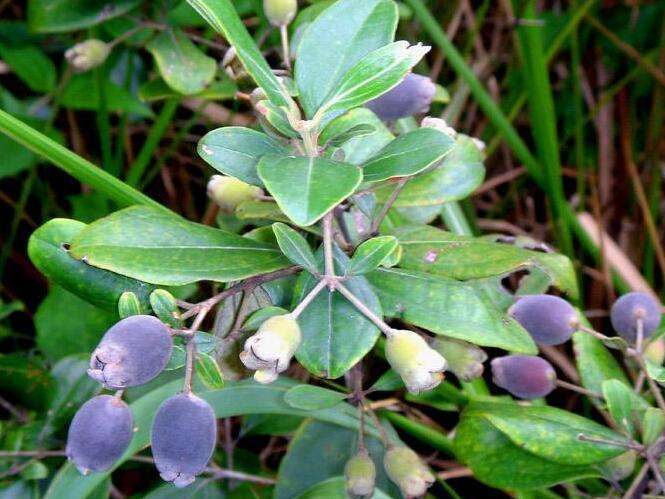 农村面临"消失"的3种野果,图3能解酒,全吃过的才是合格农村娃