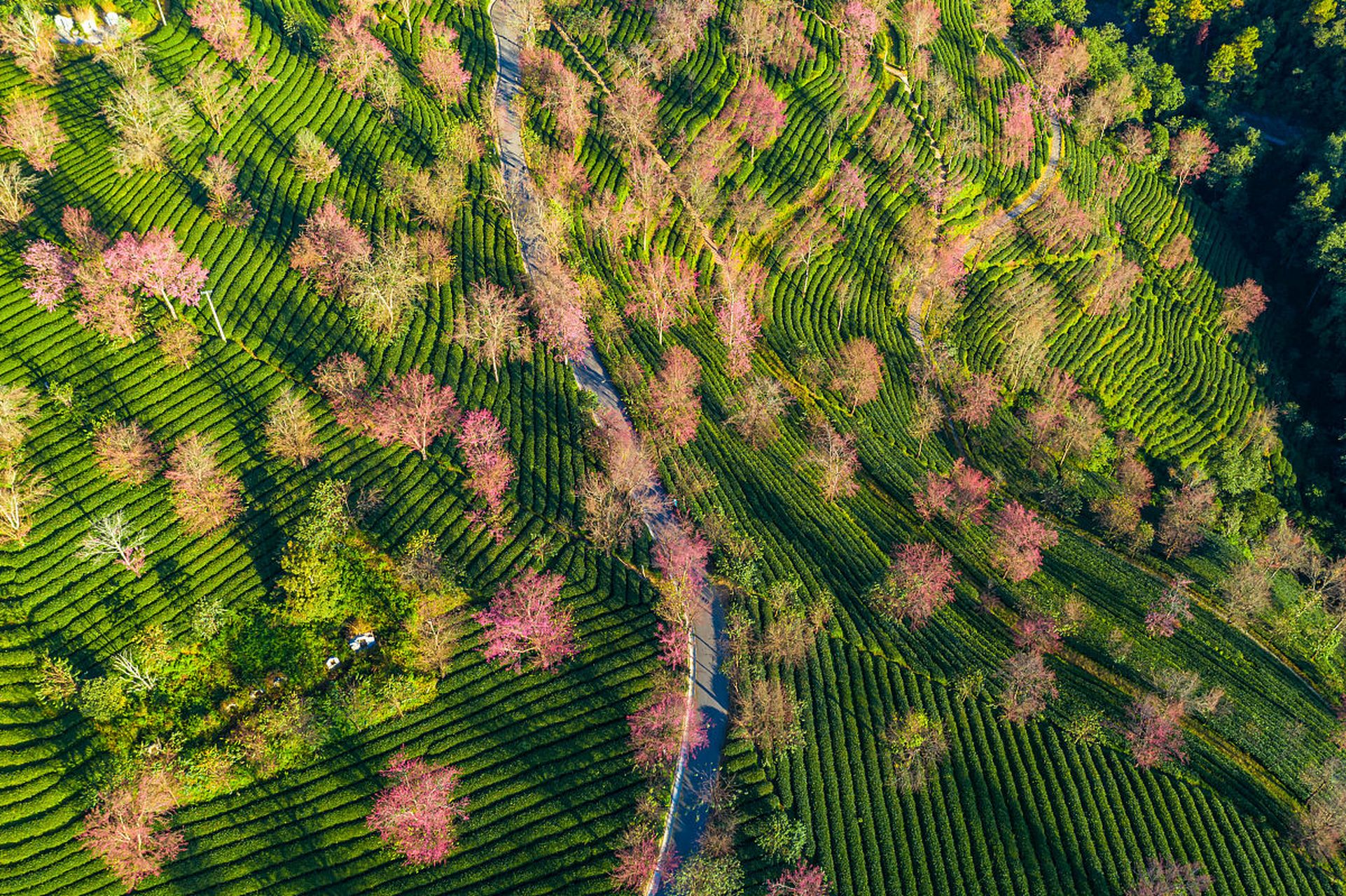 优质作者榜# 冬日大理南涧彝族自治县的无量山樱花谷里,千亩茶园中