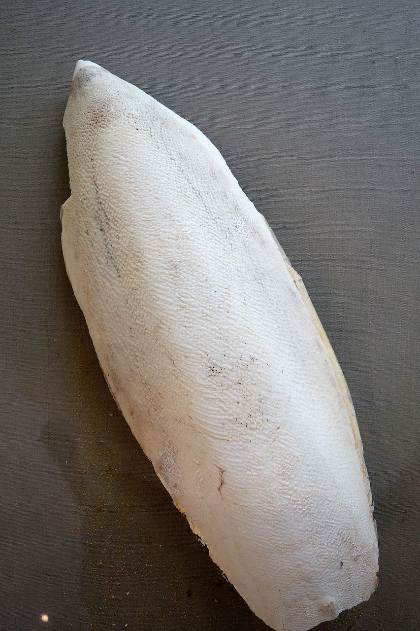 中药"海螵蛸"一一具有"收敛止血,涩精止带,制酸止痛,收湿敛疮"之功效