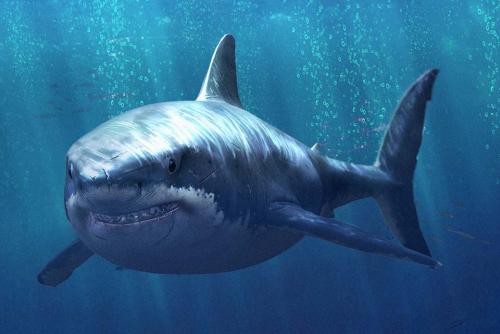 恐怖鲨鱼吓人图片