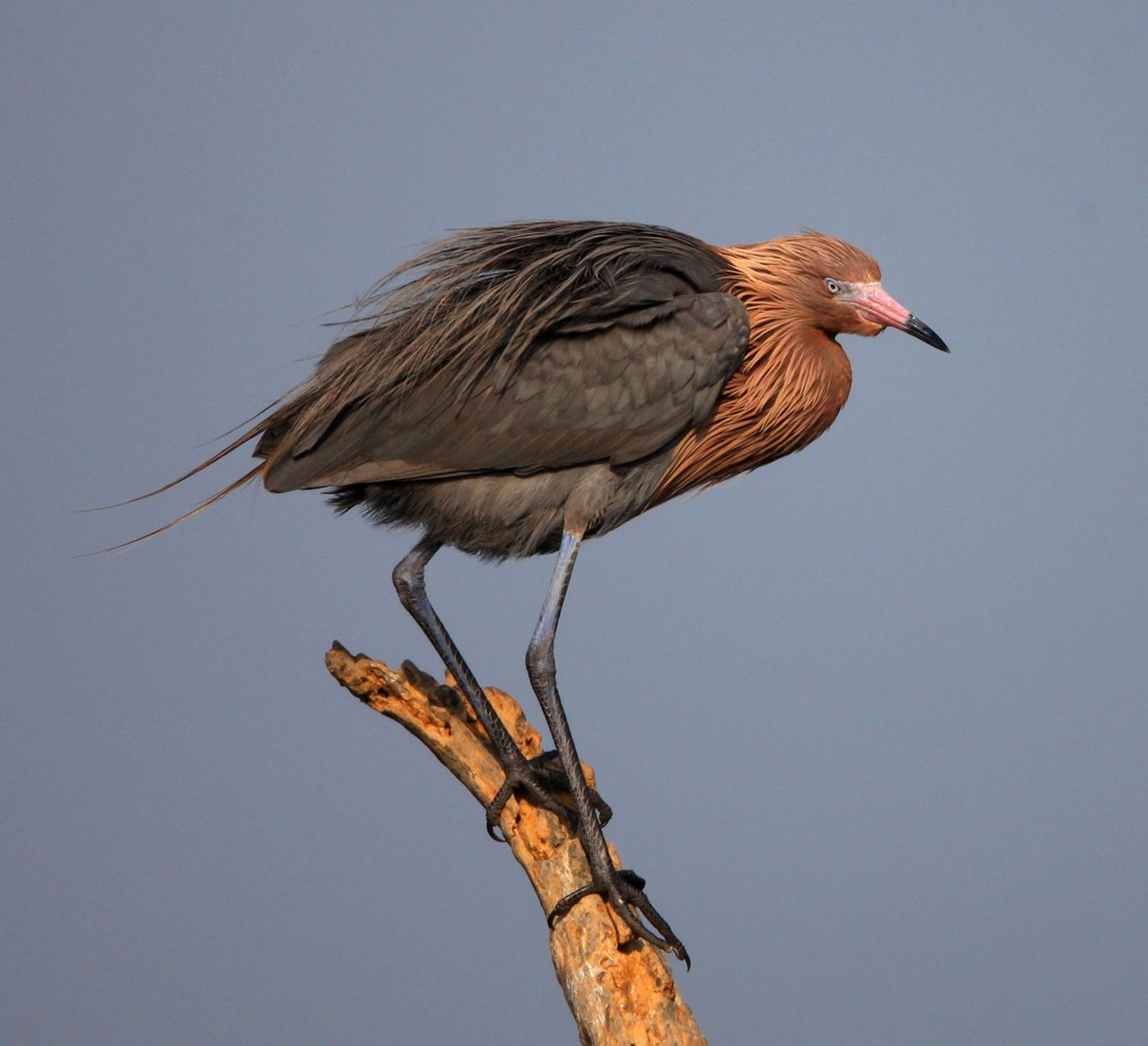 棕颈鹭你了解吗?看看这些再说话