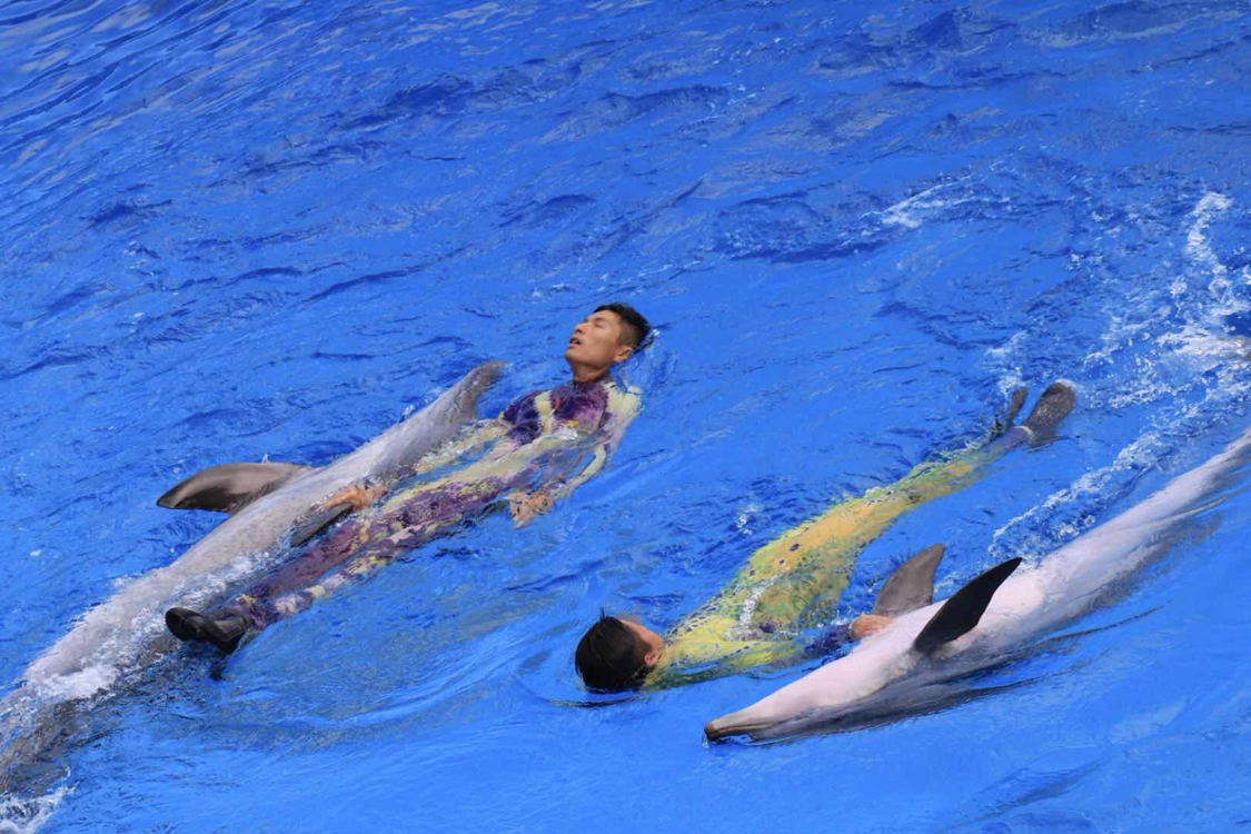 海豚表演背后的残忍图片