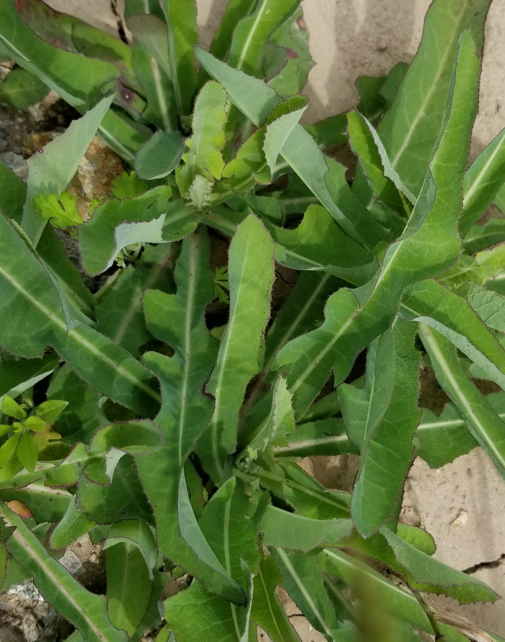 农村山上有两种叫苦菜的植物