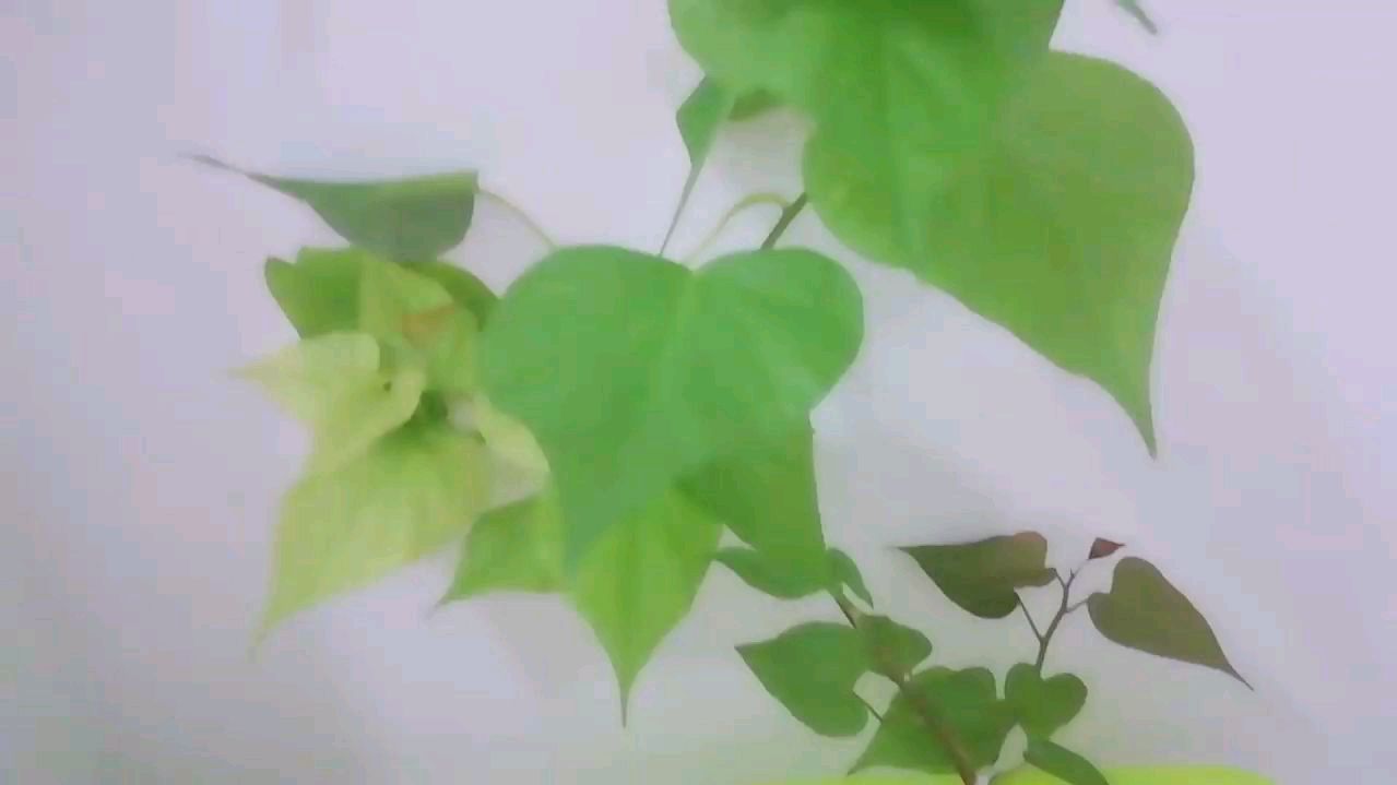孔雀鱼产小鱼一般需要多长时间,产后喂点什么饲料好