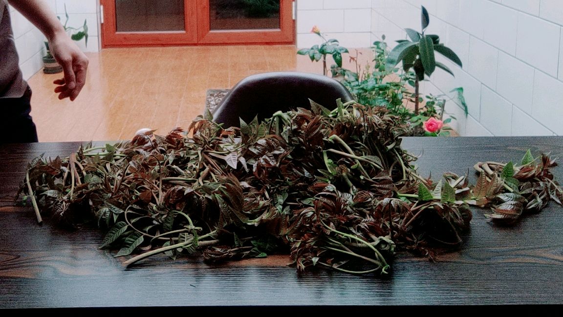 酥脆香椿芽,香椿的升级吃法满口留香回味无穷