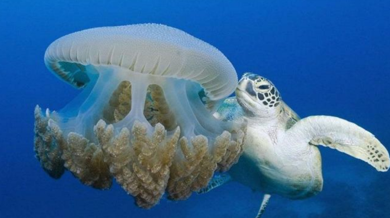 海龟吃水母,镜头记录精彩瞬间