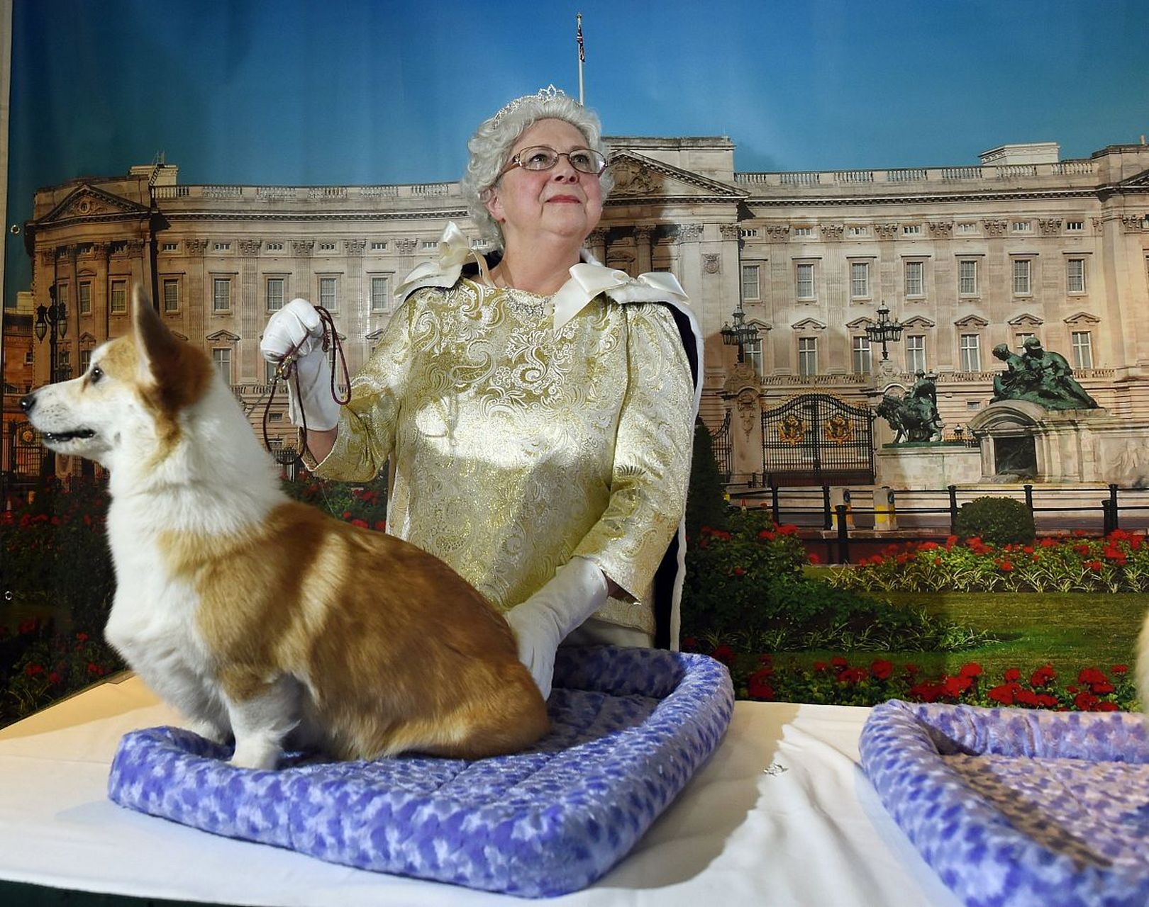 英国女王最爱的柯基犬,在英国皇室有什么特殊待遇?